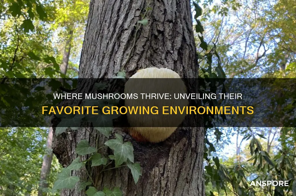 where do mushrooms like to grow
