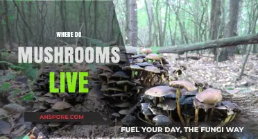 Mushrooms' Habitat: Where Do They Thrive?