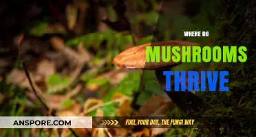 Mushrooms: Thriving in the Right Conditions