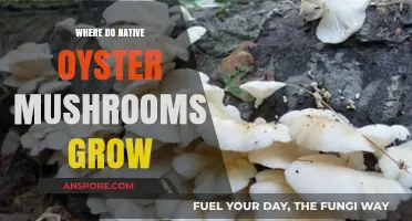Discovering the Natural Habitats of Native Oyster Mushrooms: Where They Thrive