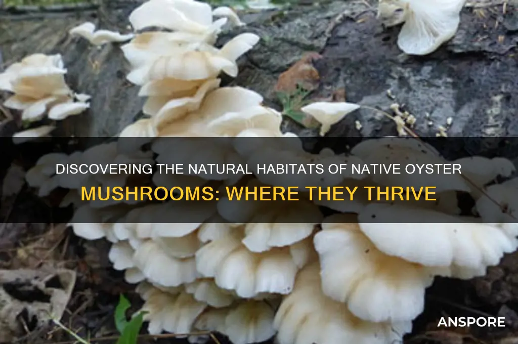 where do native oyster mushrooms grow