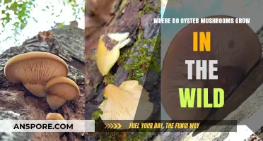 Discovering Oyster Mushrooms: Wild Habitats and Natural Growing Environments
