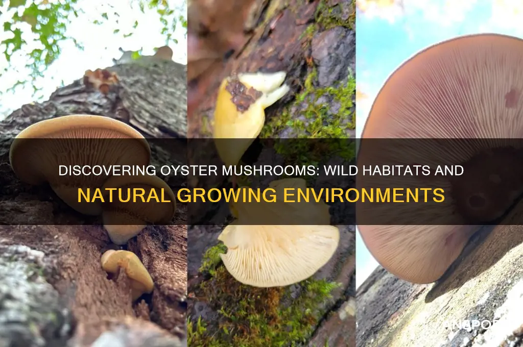 where do oyster mushrooms grow in the wild