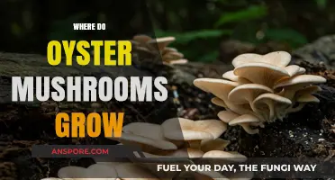 Discovering Oyster Mushrooms: Natural Habitats and Ideal Growing Conditions