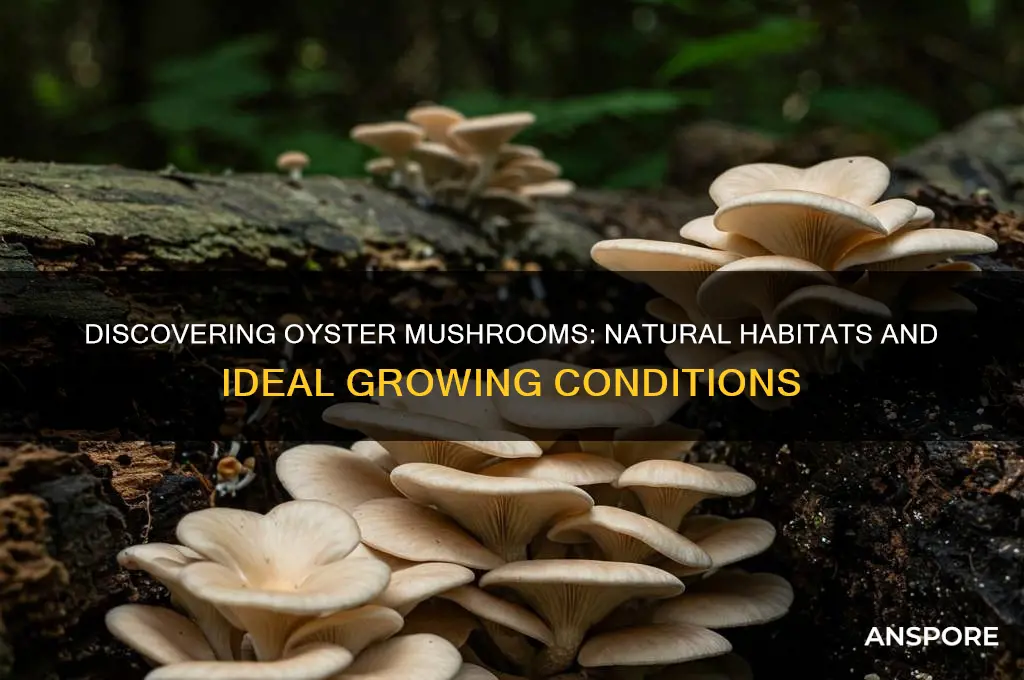where do oyster mushrooms grow
