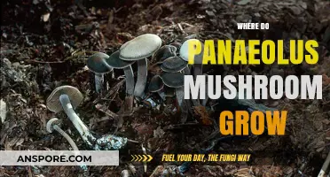 Exploring the Natural Habitats of Panaeolus Mushrooms: Where They Thrive