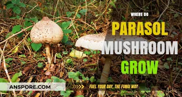 Where Do Parasol Mushrooms Grow: A Guide to Their Natural Habitats