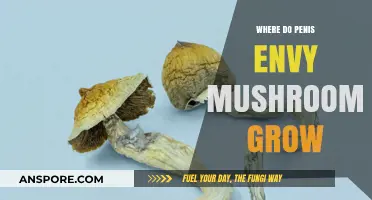 Unveiling the Habitat of Penis Envy Mushrooms: A Comprehensive Guide