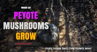 Exploring the Natural Habitat of Peyote Mushrooms: Where They Thrive