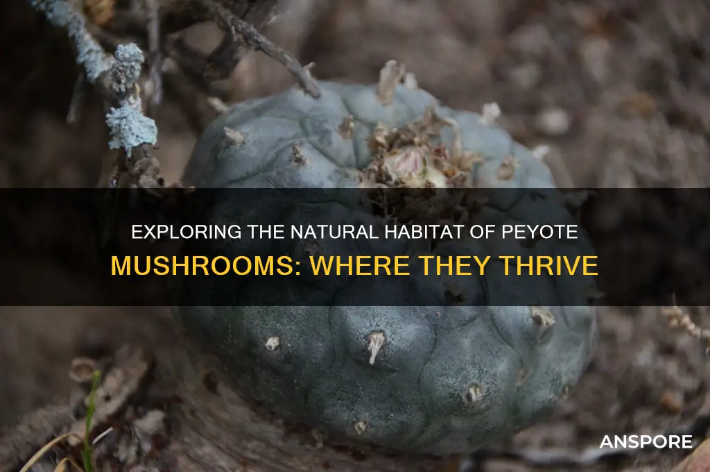 where do peyote mushrooms grow