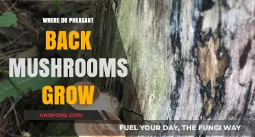 Discovering Pheasant Back Mushrooms: Ideal Habitats and Growing Conditions