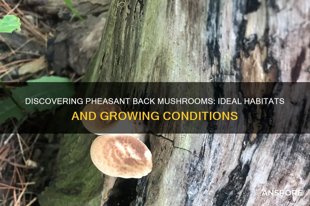 where do pheasant back mushrooms grow