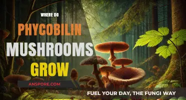 Unveiling the Hidden Habitats of Phycobilin Mushrooms: Where They Thrive
