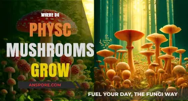 Exploring the Natural Habitats: Where Do Psychedelic Mushrooms Grow?