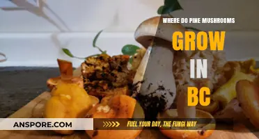 Exploring British Columbia's Pine Mushroom Habitats: Locations and Tips