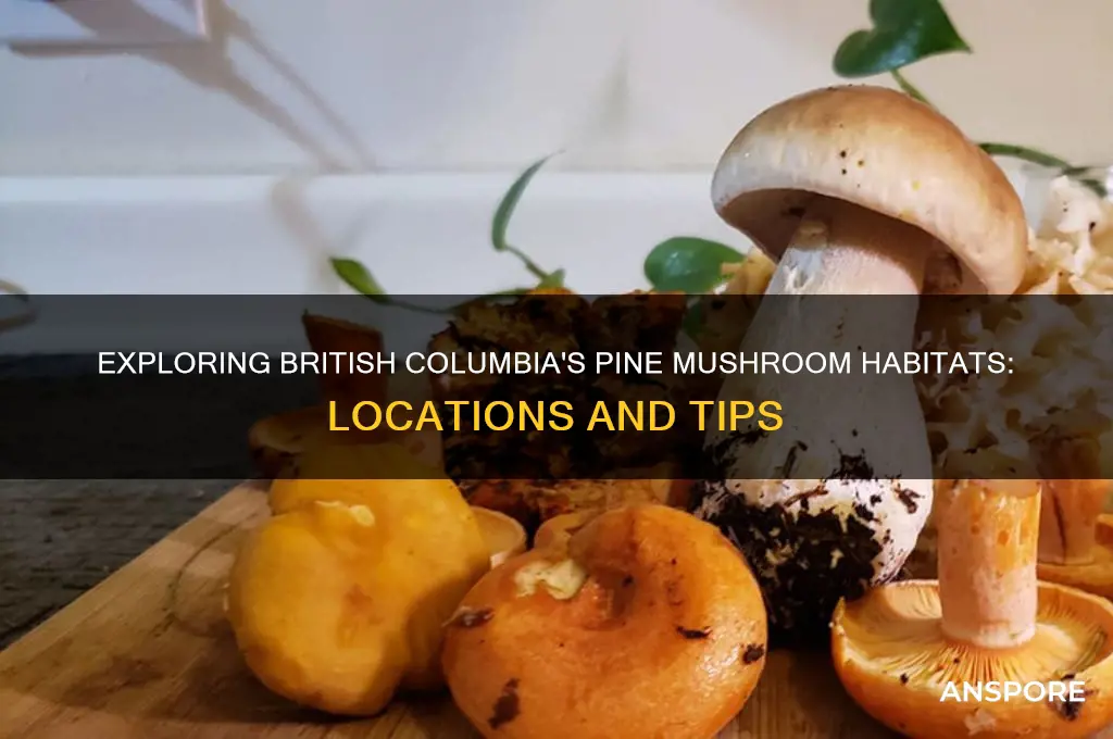 where do pine mushrooms grow in bc