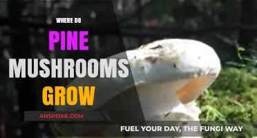Discovering Pine Mushroom Habitats: Where These Delicacies Thrive in Nature