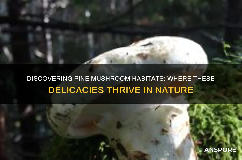 where do pine mushrooms grow