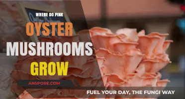 Discovering the Natural Habitat of Pink Oyster Mushrooms: Where They Thrive
