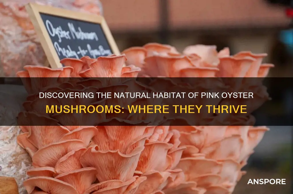 where do pink oyster mushrooms grow