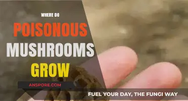 Where Poisonous Mushrooms Thrive: Uncovering Their Hidden Habitats and Risks