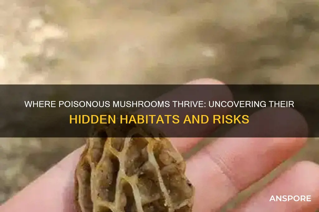 where do poisonous mushrooms grow