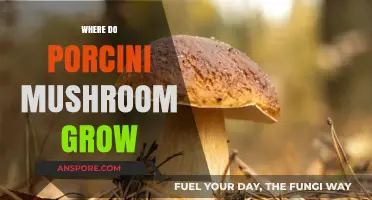 Exploring Porcini Mushroom Habitats: Where These Delicacies Naturally Thrive