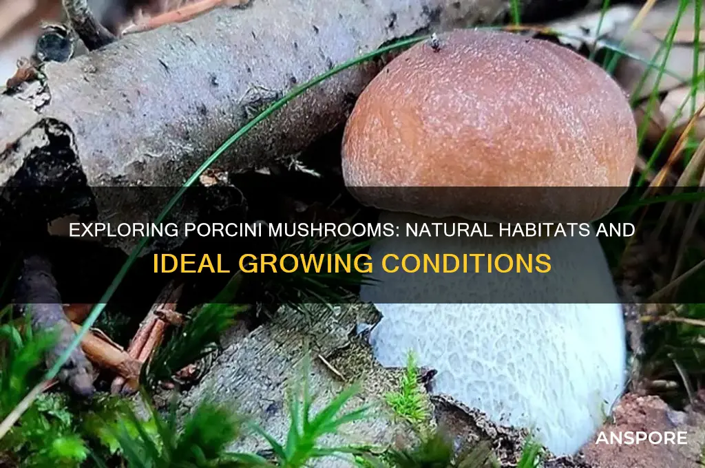 where do porcini mushrooms grow