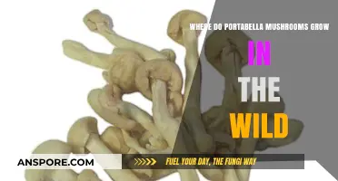 Discovering Wild Portabella Mushrooms: Natural Habitats and Growth Conditions