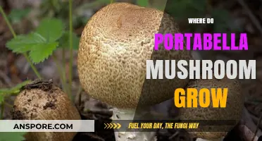 Where Do Portabella Mushrooms Grow: A Comprehensive Guide to Their Habitat