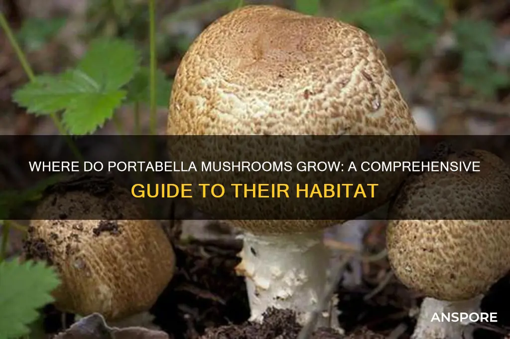 where do portabella mushrooms grow