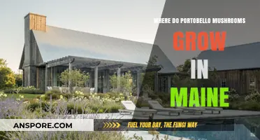 Discovering Maine's Hidden Portobello Mushroom Growing Spots and Farms