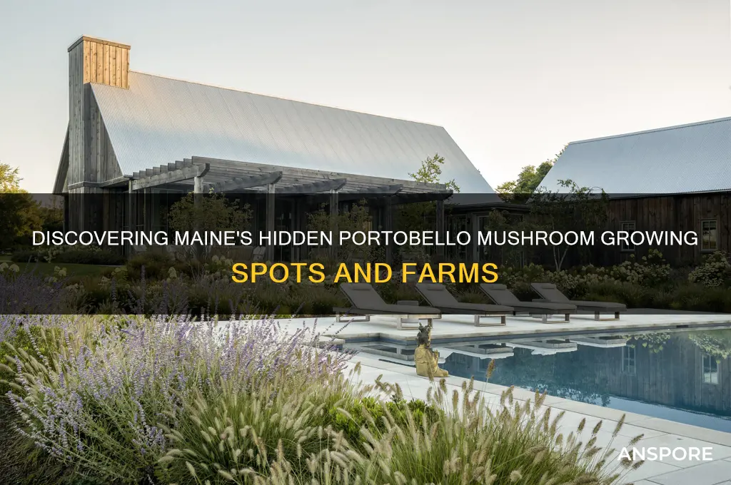 where do portobello mushrooms grow in maine