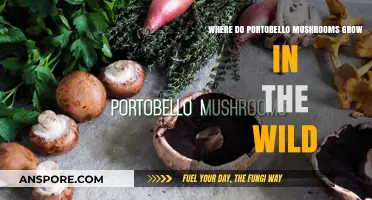 Discovering Wild Portobello Mushrooms: Natural Habitats and Growth Conditions