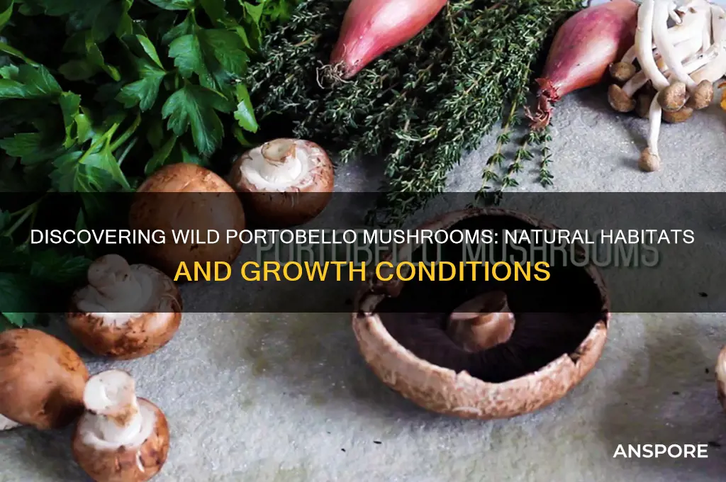 where do portobello mushrooms grow in the wild