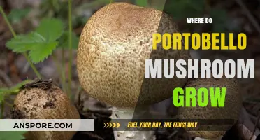 Where Do Portobello Mushrooms Grow: Unveiling Their Natural Habitat