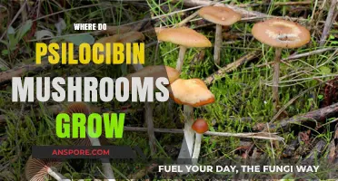 Exploring the Natural Habitats of Psilocybin Mushrooms Worldwide