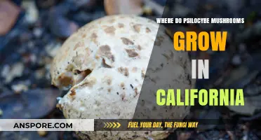Exploring California's Psilocybe Mushroom Habitats: Locations and Growing Conditions
