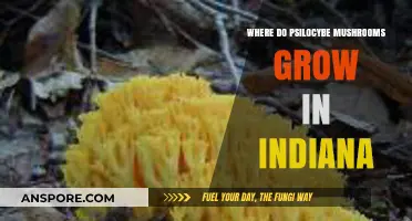 Exploring Indiana's Psilocybe Mushroom Habitats: Where and How They Thrive