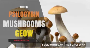 Mushroom Hunting: Where to Find Magic Mushrooms