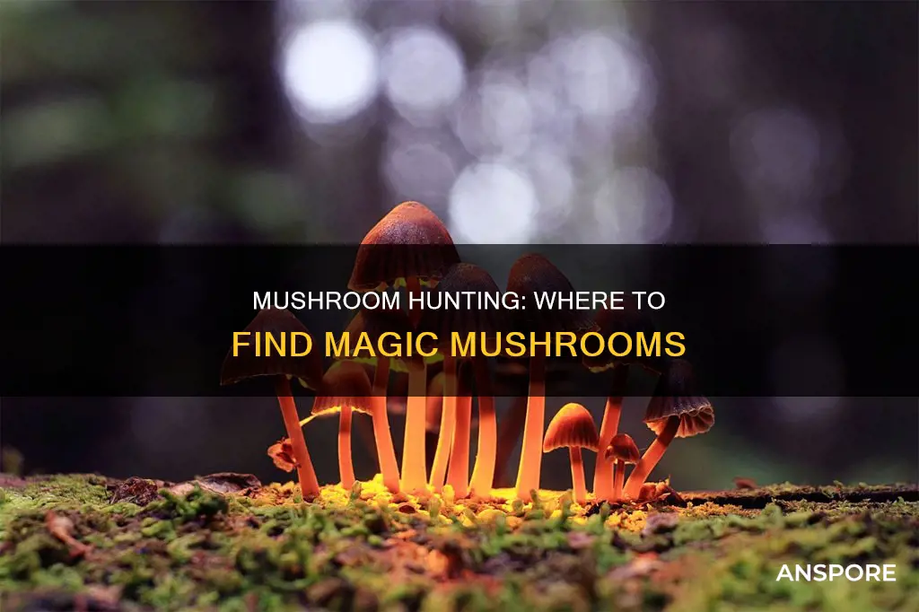 where do psilocybin mushrooms geow