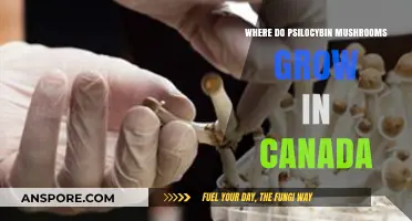 Exploring Canada's Natural Habitats for Psilocybin Mushrooms: A Guide