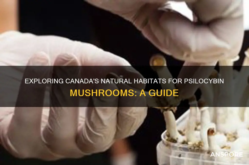 where do psilocybin mushrooms grow in canada
