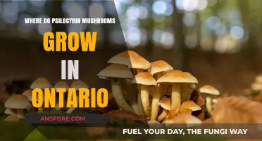 Exploring Ontario's Psilocybin Mushrooms: Natural Habitats and Growth Locations