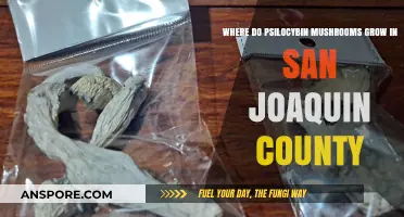 Exploring San Joaquin County's Hidden Psilocybin Mushroom Habitats