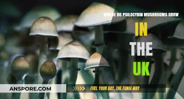 Discovering UK's Psilocybin Mushrooms: Natural Habitats and Growth Locations