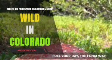 Exploring Colorado's Wild Psilocybin Mushrooms: Natural Habitats and Growth Locations