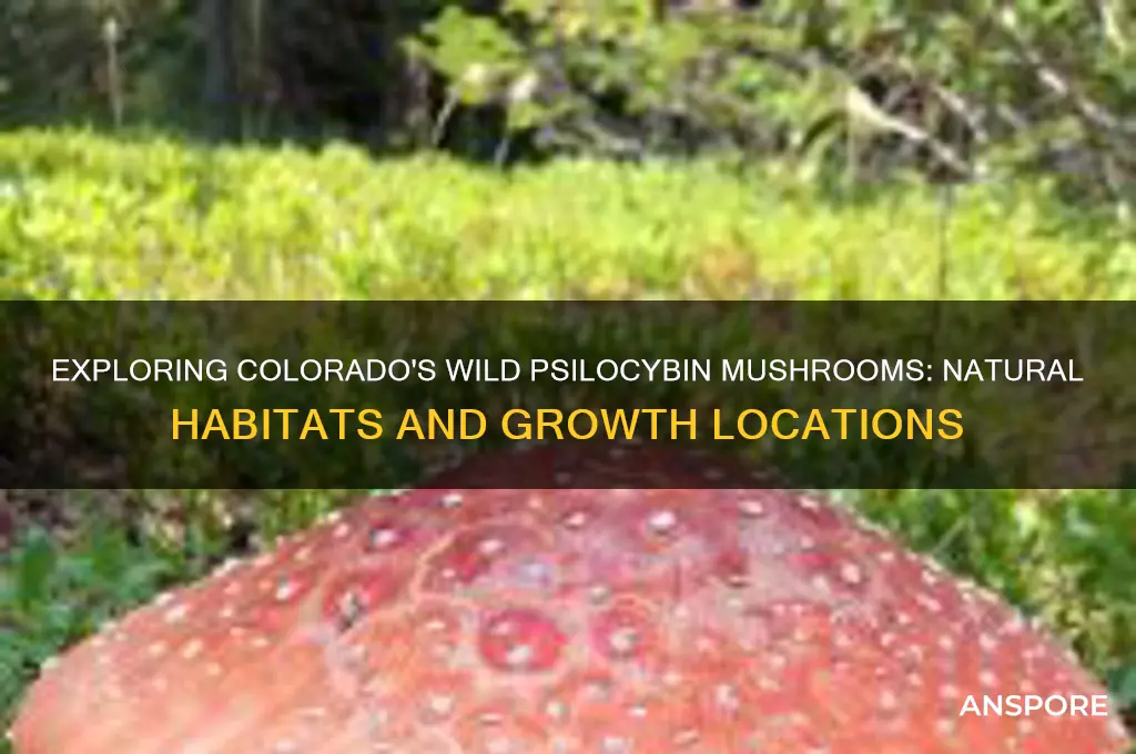 where do psilocybin mushrooms grow wild in colorado
