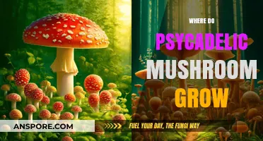 Exploring the Natural Habitats of Psychedelic Mushrooms: Where They Thrive