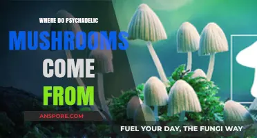 Exploring the Origins of Psychedelic Mushrooms: A Journey Through Nature and History